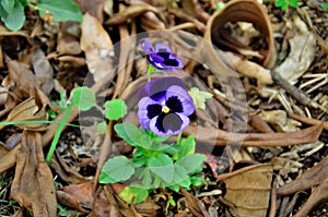 Beautiful purple flower of Viola tricolor var. hortensis