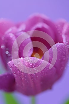 Beautiful purple flower with water drops on petals