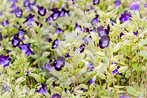 Beautiful purple flower of wishbone flowers. Torenia fournieri, commonly called wishbone flower, is a bushy annual that is noted