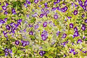 Beautiful purple flower of wishbone flowers. Torenia fournieri, commonly called wishbone flower, is a bushy annual that is noted