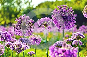 The beautiful purple flowers