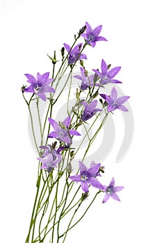 Beautiful purple flowers photo