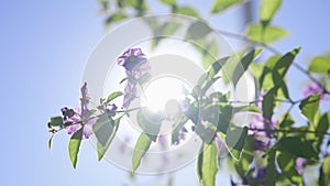 Beautiful purple flowers against blue sky with clouds. Warm sunny day on tropical island. close-up. California. Slow