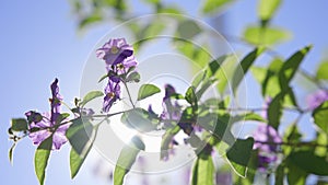 Beautiful purple flowers against blue sky with clouds. Warm sunny day on tropical island. close-up. California. Slow