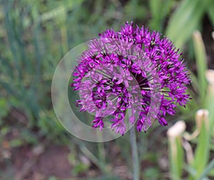 Beautiful purple flowers of allium aflatunense on a bright sunny day in the organic garden. Allium aflatunense is a