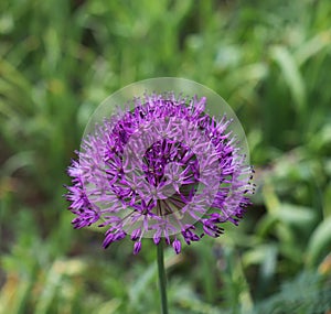 Beautiful purple flowers of allium aflatunense on a bright sunny day in the organic garden. Fresh kitchen herbs .Food concept