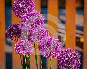 Beautiful purple flowers Allium giganteum, cultivar Globemaster