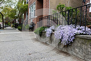 Beautiful Purple Flowers along a Neighborhood Sidewalk during Spring with Old Homes in Astoria Queens New York