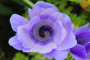 Beautiful Purple Anemone Coronaria Flower photo