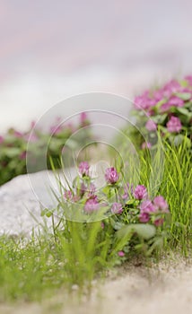 Beautiful purple flowers in blooming spring time nature scene