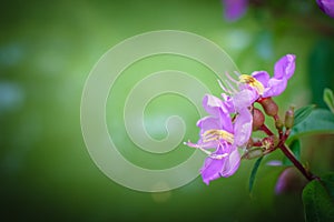 Beautiful purple flowers in blossom, close-up