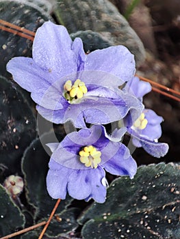 beautiful purple flowers fascinate with freshness