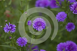 Beautiful purple flowers in a field