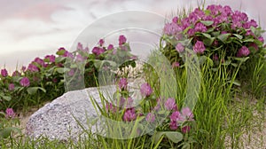 Beautiful purple flowers full blooming nature on sand dunes