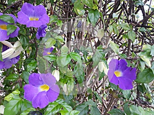 Beautiful Purple Flowers in the garden