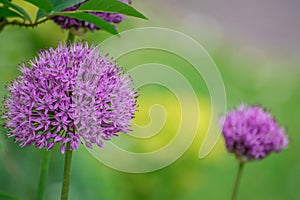 Beautiful purple flowers in garden