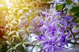 Beautiful Purple flowers in the garden,Sandpaper Vine