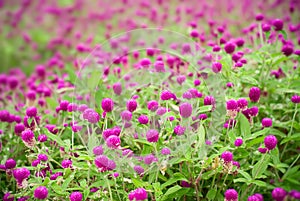 Beautiful purple flowers - gomphrena globosa