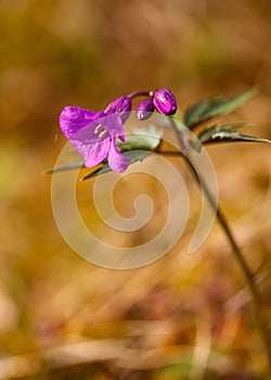 Beautiful purple flowers growing in the garden