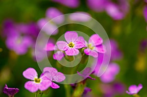 Beautiful purple flowers growing in the garden