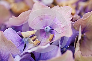 Beautiful purple flowers of hydrangeas