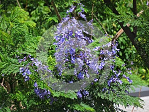 Beautiful purple flowers Jacaranda mimosifolia close-up.