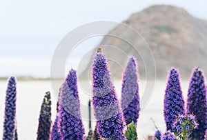 Beautiful Purple Flowers and Morro Rock in Background