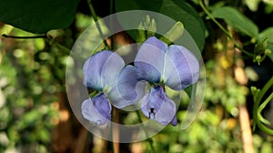 Beautiful purple flowers for natural background