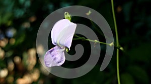 Beautiful purple flowers for natural background