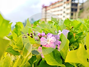 Beautiful purple flowers. natural beauty