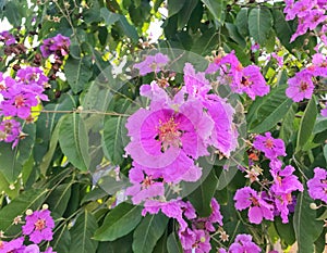 Beautiful purple flowers in nature