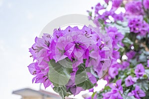 Beautiful purple flowers near Baska Voda