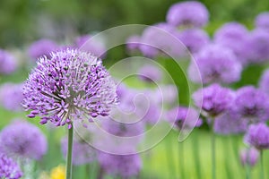 Beautiful purple flowers of the ornamental onion. Allium Giganteum purple flowers growing in the garden
