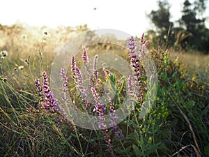 Beautiful purple flowers on a summer meadow at sunset