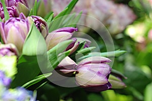 Beautiful purple flowers tulips