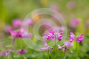 Beautiful purple flowers under the sun