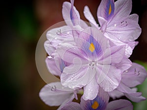 Beautiful purple flowers. Water hyacinth or Eichhornia crassipes flower blossom in nature