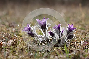 Beautiful purple fluffy flower Oriental Pulsatilla patens pasqueflower