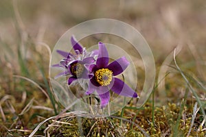 Beautiful purple fluffy flower Oriental Pulsatilla patens pasqueflower