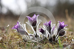 Beautiful purple fluffy flower Oriental Pulsatilla patens pasqueflower