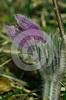 Close-up of Pasque flowers in the meadow.