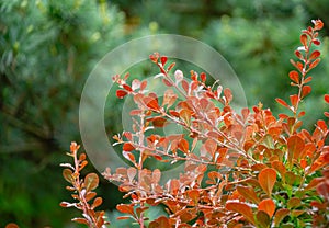 Beautiful purple foliage on curved branches of barberry Berberis thunbergii Atropurpurea perfectly harmonizes with evergreen plant