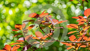 Beautiful purple foliage after rain on curved branches of barberry Berberis thunbergii Atropurpurea perfectly harmonizes with ever