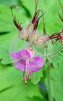 Beautiful purple flower