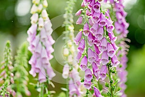 Beautiful purple foxglove flowers blossoming in the garden on sunny summer day. Digitalis purpurea blooming on a flower bed