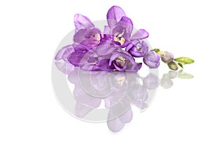 Beautiful purple freesia, isolated on white