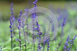Beautiful Purple fresh lavender flowers