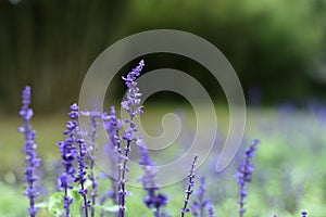 Beautiful Purple fresh lavender flowers