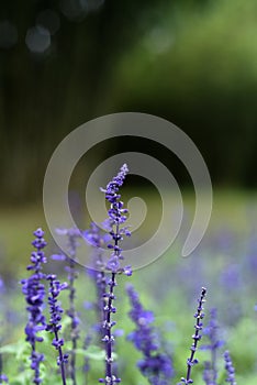 Beautiful Purple fresh lavender flowers