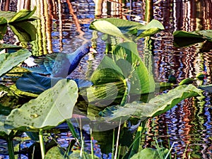 A beautiful Purple Gallinule, at home in a marsh pond in the Florida Everglade